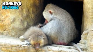 Charming Monkey Couple Enjoying A Wonderful Moment
