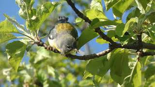 Spring Migration Birds: Northern Parula (Parula Warbler) Foraging Among Blossoms in Southern Ontario screenshot 3