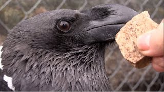 Raven catching rocks by camelsandfriends 115,259 views 5 years ago 2 minutes, 37 seconds