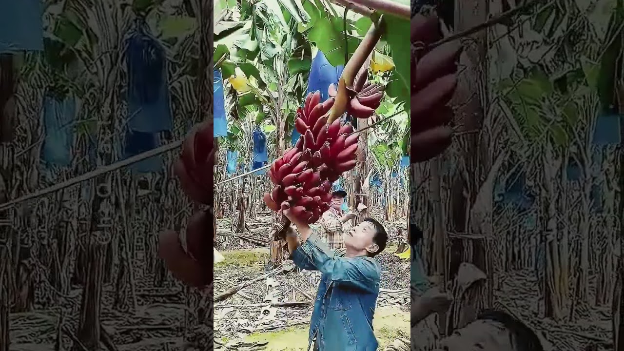 See How Chinese Farmers Make Money from Useless Banana Trees! 