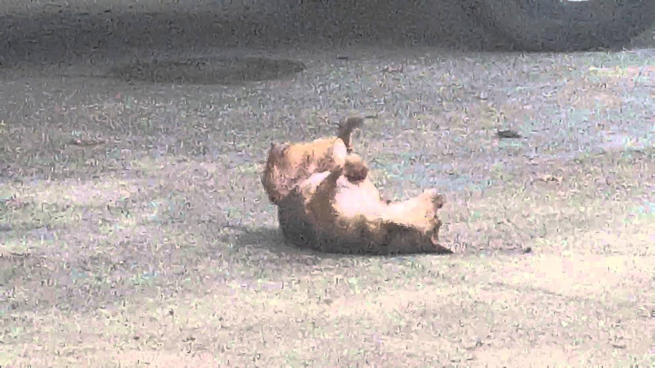 Dog Scratching his back. YouTube