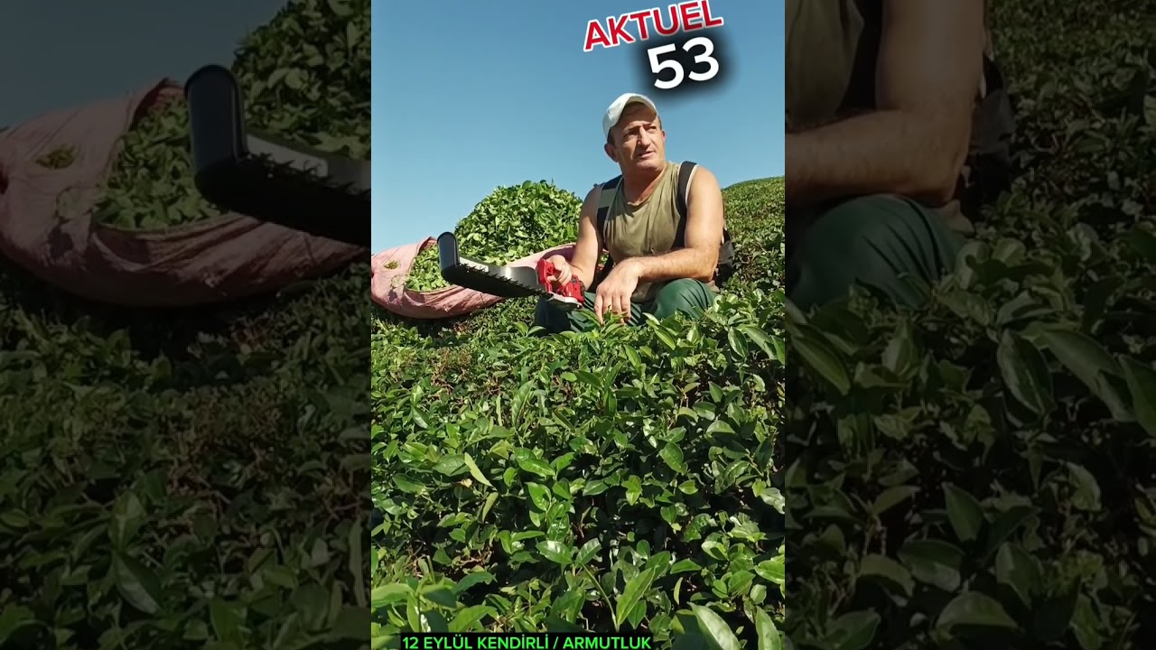 Rize'de 3.Yaş Çayda Rekolte düşüklüğü