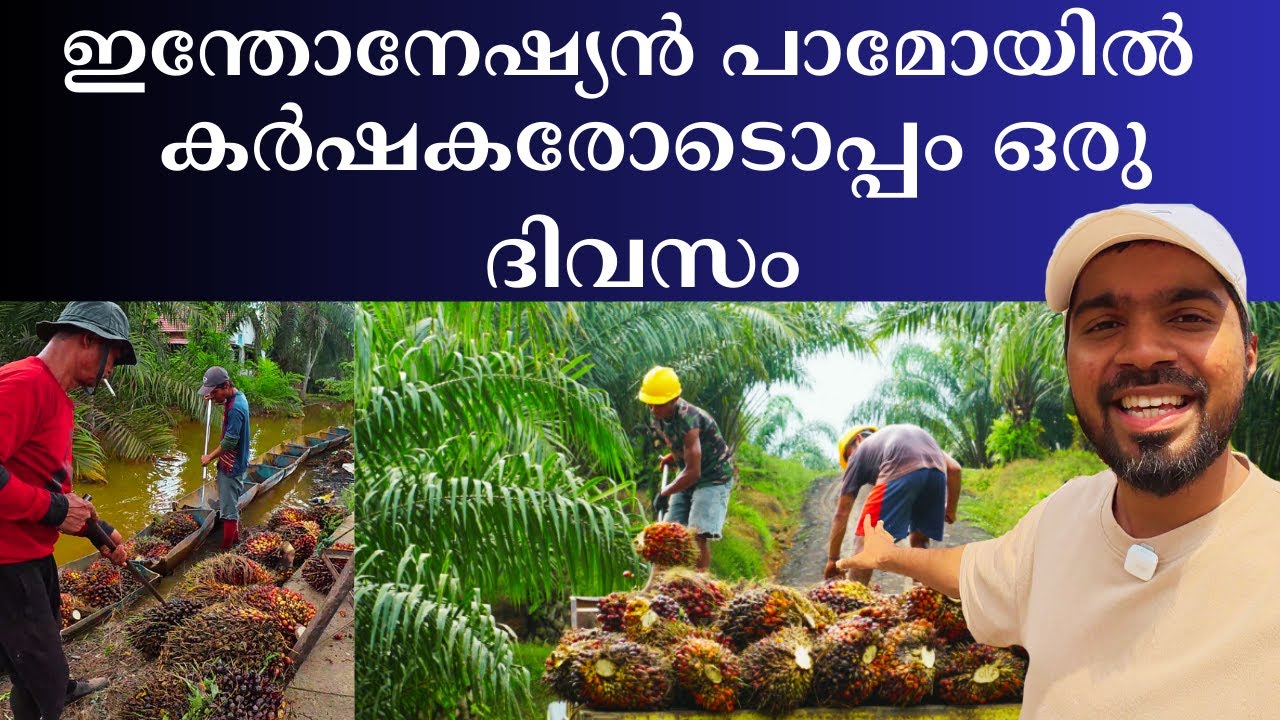 No.1 Business പാമോയിൽ വിളവെടുപ്പ് രാജ്യം ഇന്തോനേഷ്യ  Indonesian Marumakan Palm Oil Malayalam Vlog
