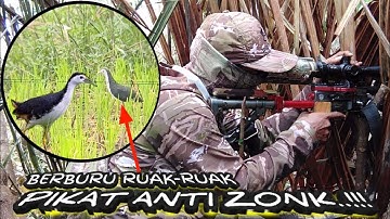Berburu ruak ruak di spot lama tak ada habisnya