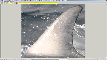 I3S Pattern v4 0 Dorsal Fin Annotation