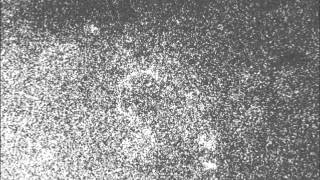 venusring 20120605
