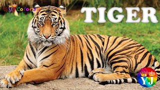 Tiger | Tiger behavior | Tiger facts | Big cats | Endangered species