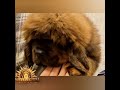 Щенок тибетского мастифа  #тибетскиймастиф #tibetanmastiff mastiff puppy