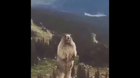 Орущий сурок | Орущий суслик | Marmot shouts