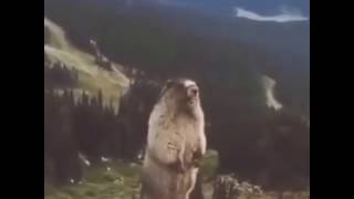 Орущий сурок | Орущий суслик | Marmot shouts