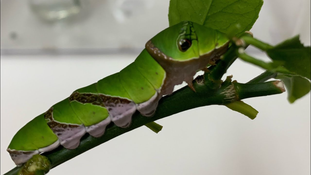キャタピーかわいい クロアゲハの幼虫が蛹になる瞬間が撮れたよ Youtube