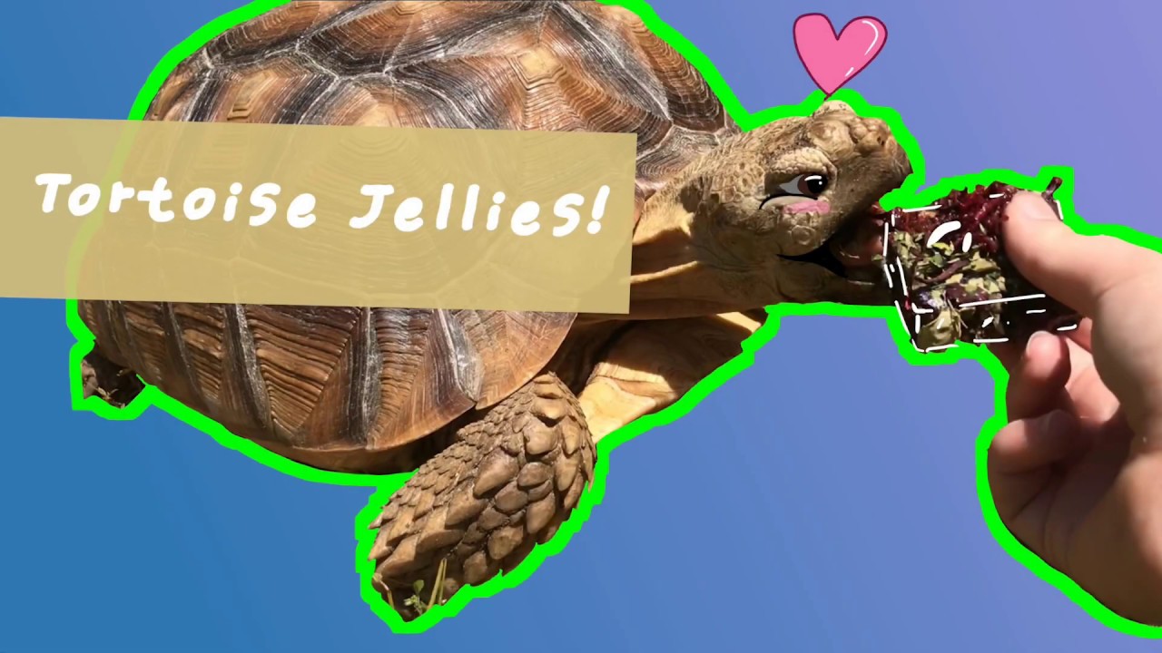 HOW TO MAKE TORTOISE JELLIES! High fibered gel diet for tortoises or