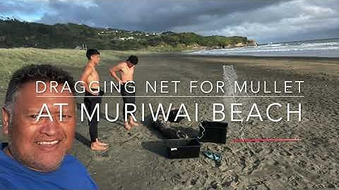 Dragging net for Mullet