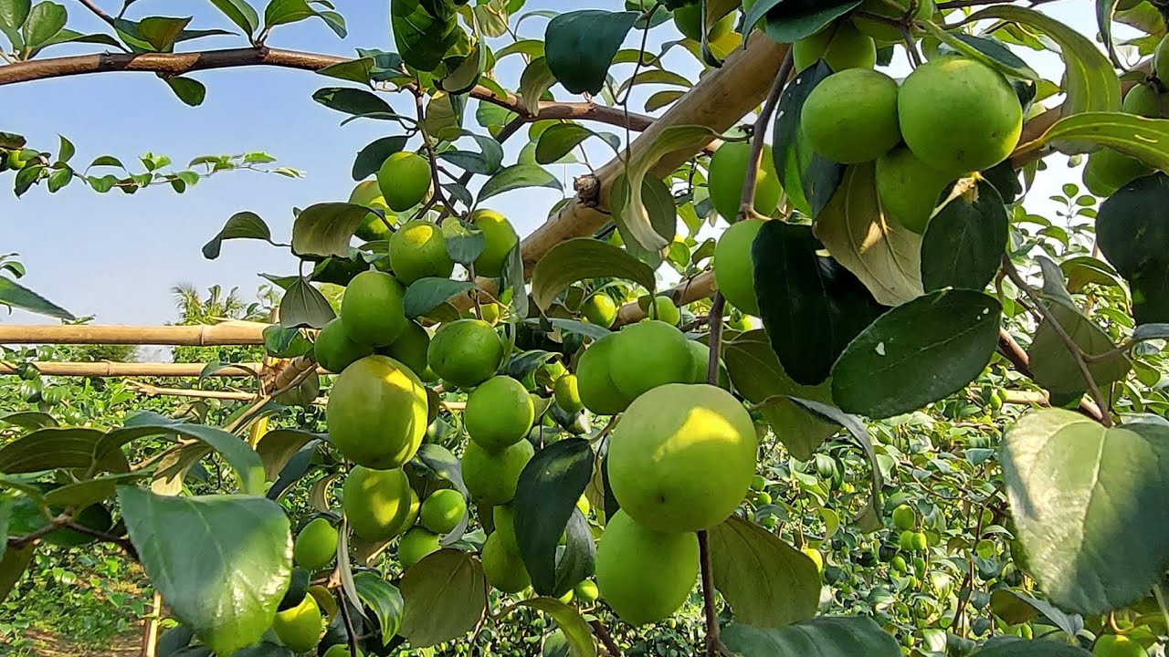 เยี่ยมชมสวนพุทราแดงอินเดียไร่ปลูกรัก อ.คลองหาด จ. สระแก้ว #พุทรา #พุทราแดงอินเดีย