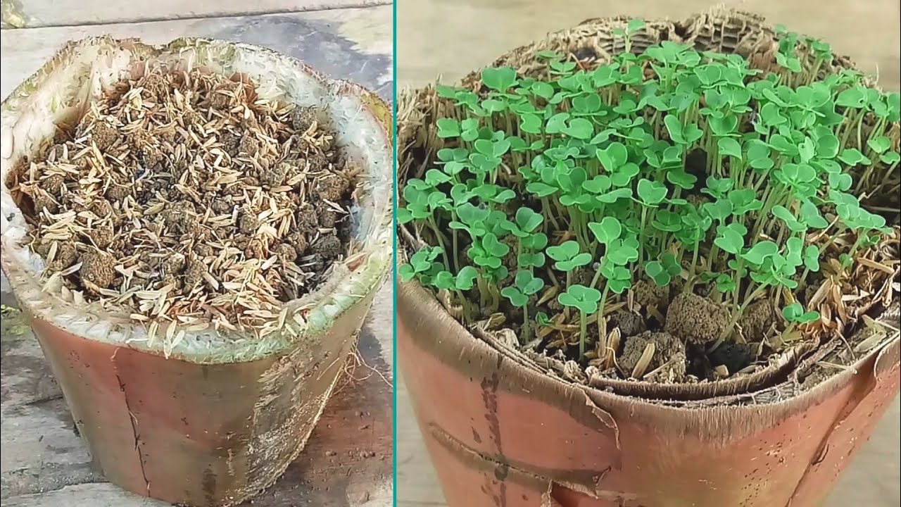 Cara Semai Benih Sawi Cara Semai Benih Sawi Hidroponik / Cara Menyemai Benih Pakcoy