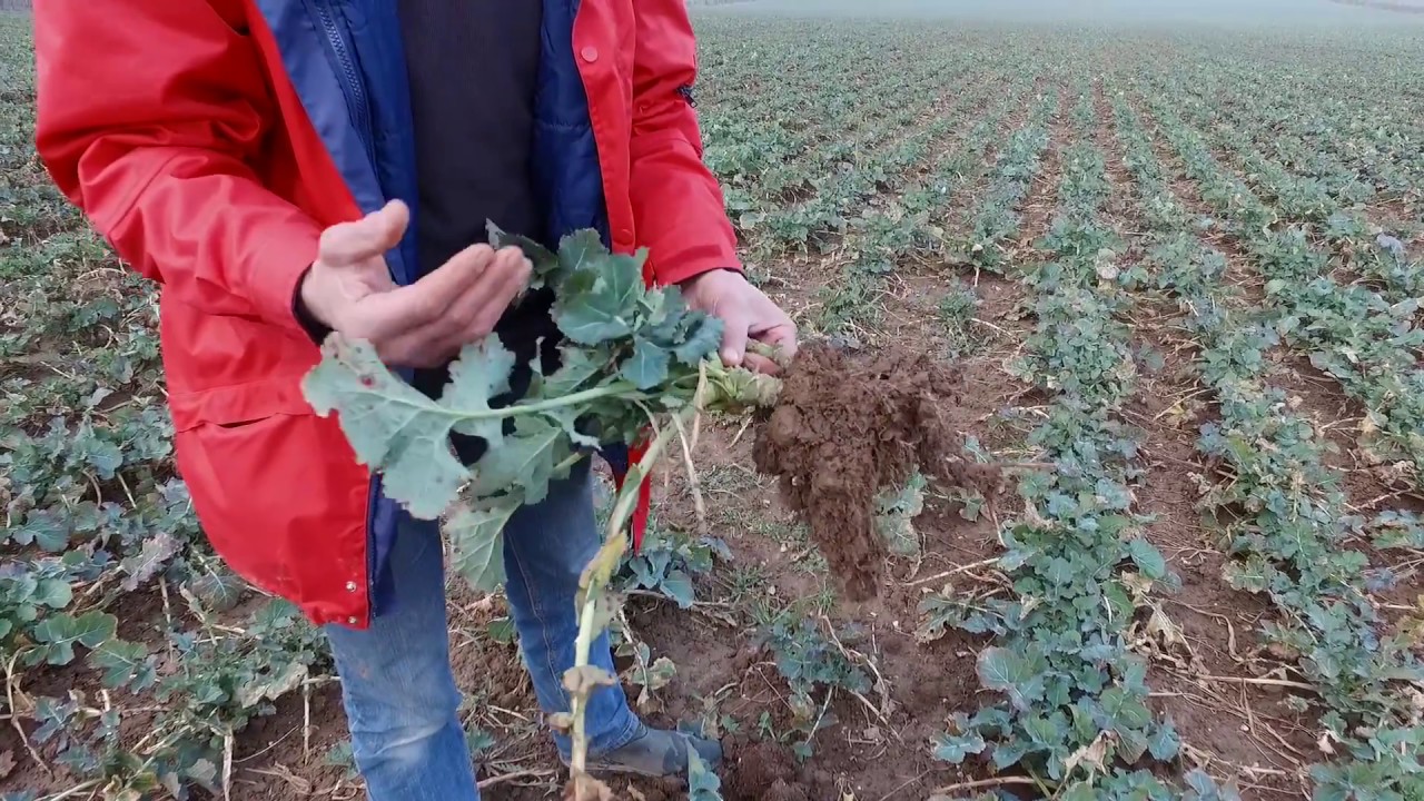 Culture du colza par  Richar VILBERT