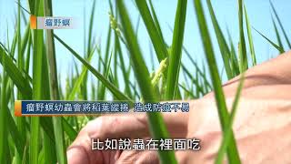 水稻防疫｜常見蟲害篇🐛【防檢署APHIA】