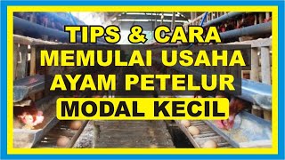 Cara Memulai Usaha Ayam Petelur Modal Kecil. 