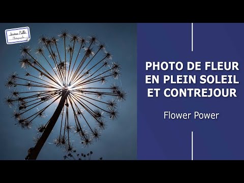 Vidéo: Photographier des fleurs - Un guide rapide pour la photographie de fleurs dans le jardin