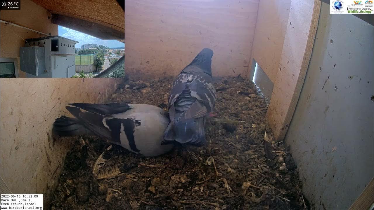 Amazing! Pigeons enter the owls' nest box the 1st day after the barn