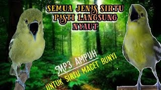 suara burung sirtu di alam liar//terapi sirtu muda bermental BAJA