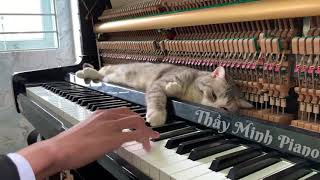 Meowzart  Rondo Alla Turca Meowssage