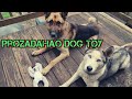 Prozadahao Dog Toy Review