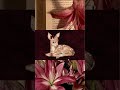 عمرك شفتي غزاله عايشة وسط الوحل
