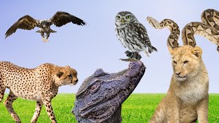 The Sounds of Hunting Animals: Lioness, Cheetah, Eagle, Crocodile, Owl, and Snake by Animal Kingdom 741 views 11 months ago 10 minutes, 7 seconds