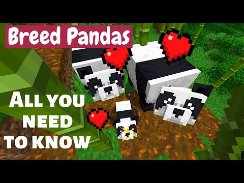 Minecraft' Guide: Where to Find the Elusive Pandas and What to do