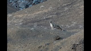 Snow Leopard Hunting, Ladakh