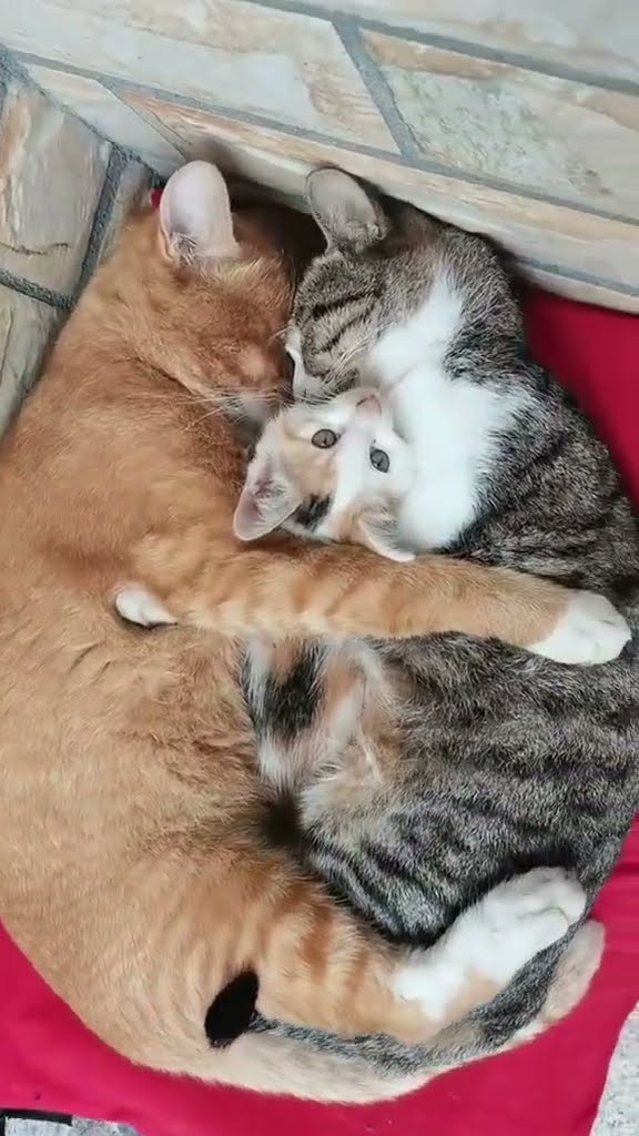 Belle  famille de chat