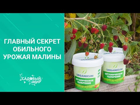 Video: Малина жыпар жыттуу: сорттун сүрөттөлүшү, өстүрүү, көбөйтүү