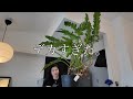 植物買ったけどデカすぎてどうしよう。