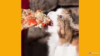 How to Eat Pizza with your Game On screenshot 4