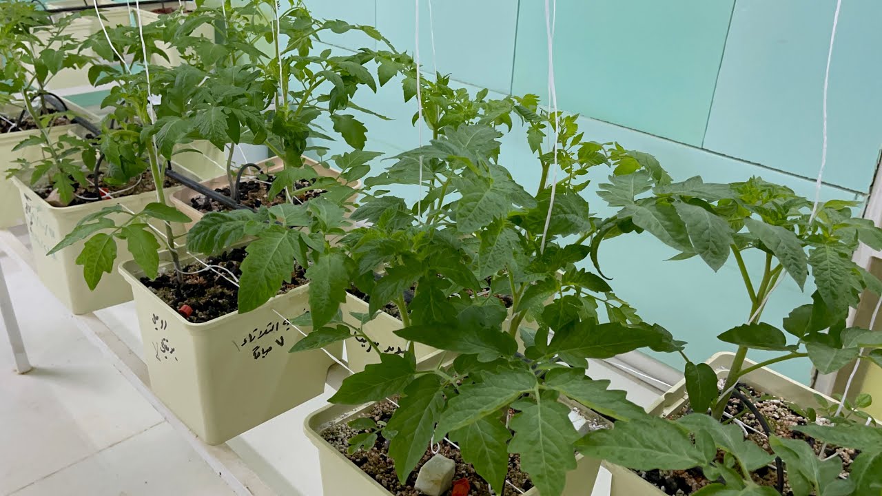 طريقة تعطيش الطماطم حتى تحصل على نبات قوي