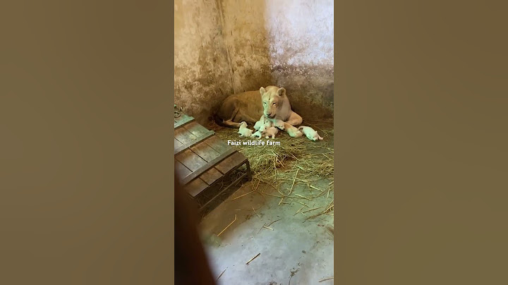 6 வெள்ளை சிங்கக் குட்டிகள் தாயுடன் உணவளிக்கும் யூடியூப்பின் முதல் வீடியோ #MashaAllah #faiziwildlifefarm
