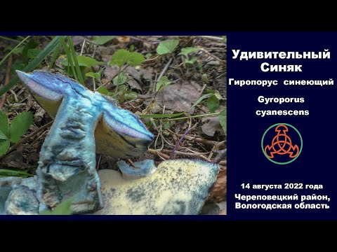 Удивительный Синяк. Гиропорус синеющий - Gyroporus cyanescens. Съедобный гриб.