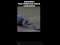 EL 🦛.El gigante más peligroso de Africa#viral #datoscurisos