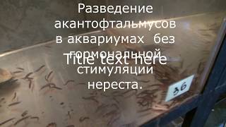 Разведение акантофтальмусов в аквариумах без гормональной стимуляции нереста.