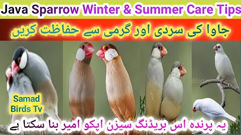 Java Sparrow Winter & Summer Care | Java Finch Summer Care | How to care Java Finch Winter season