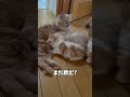里親に行く直前まで母猫に甘えたい子猫【ミヌエット】#Shorts