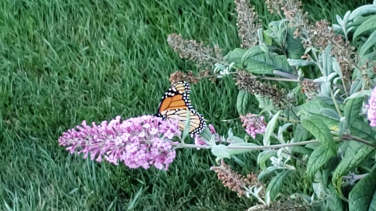 Monarch Butterfly on the Butterfly Bushes 9/21/19 YouTube