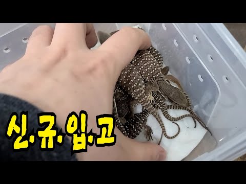 가뭄에 단비같은 새로운 파충류.양서류 친구들