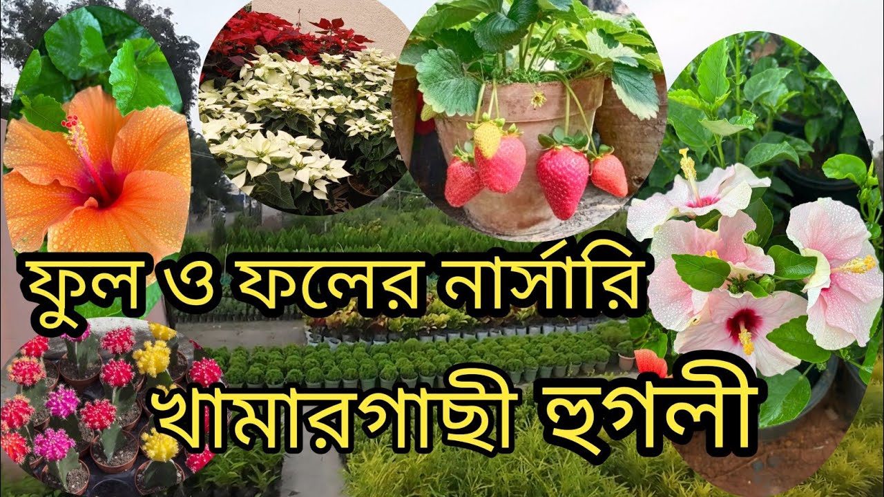 Nursery Visit Khamargachi || খামারগাছী নার্সারি পরিদর্শন হুগলী 