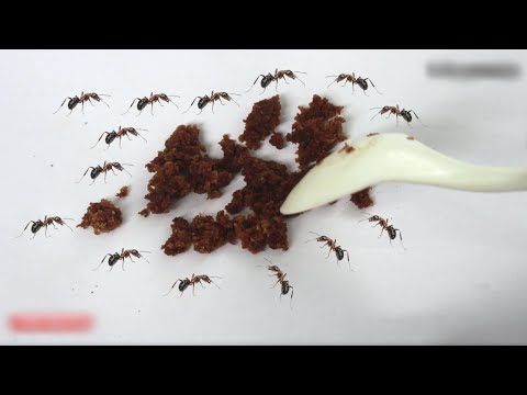 Video: Ant Genome Avslører Hardy Pest's Survival Secrets