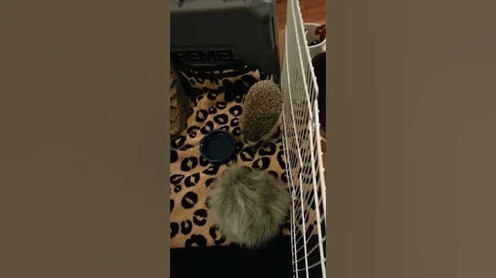 Koshi Reacts To: Tribble