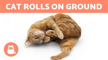 My CAT ROLLS on the GROUND - Why? 🐱 (10 Causes)