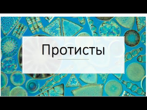 Видео: Гетеротрофны ли амебозоа?