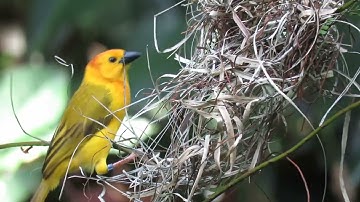 Nest Building of Engineer Bird _ Rufous Hornero Nest Building❤